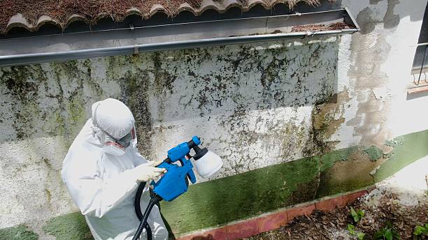 Top rated local Mold Remediation specialists in Chandler, AZ